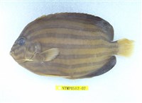 藏品(藍帶荷包魚)的圖片